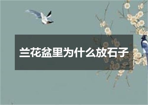 兰花盆里为什么放石子