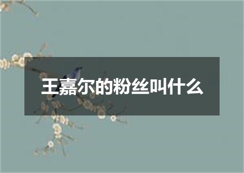 王嘉尔的粉丝叫什么