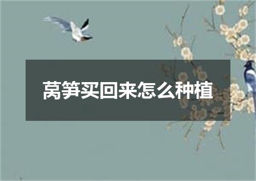 莴笋买回来怎么种植