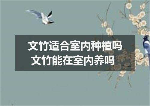 文竹适合室内种植吗 文竹能在室内养吗