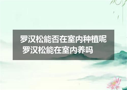 罗汉松能否在室内种植呢 罗汉松能在室内养吗