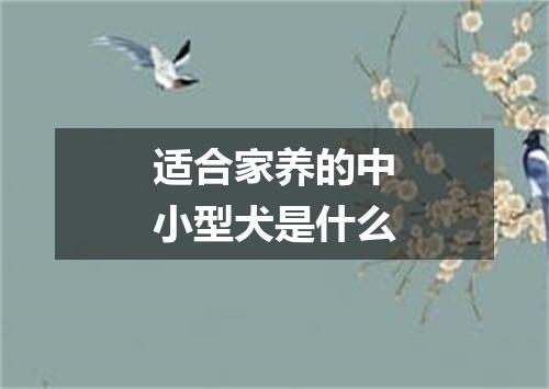 适合家养的中小型犬是什么