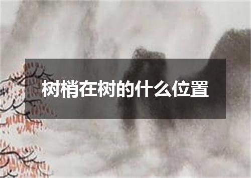 树梢在树的什么位置