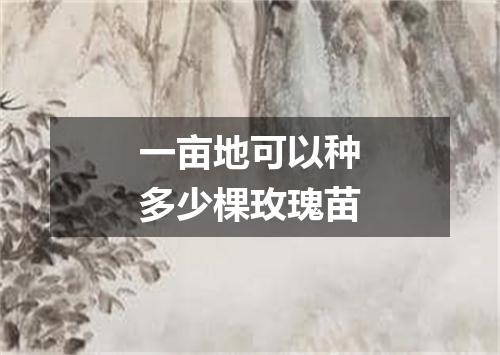 一亩地可以种多少棵玫瑰苗