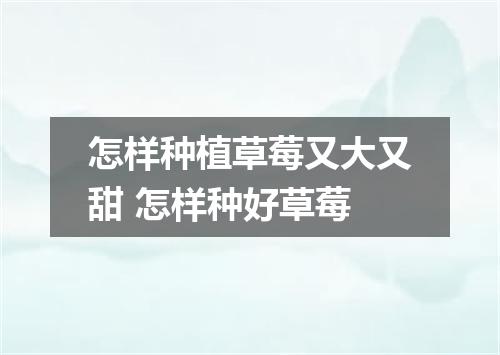 怎样种植草莓又大又甜 怎样种好草莓