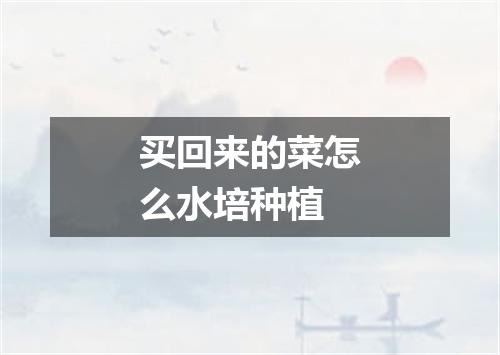 买回来的菜怎么水培种植