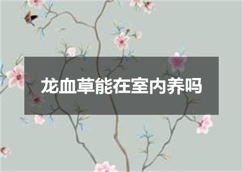 龙血草能在室内养吗