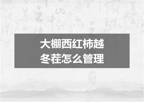 大棚西红柿越冬茬怎么管理