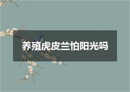 养殖虎皮兰怕阳光吗