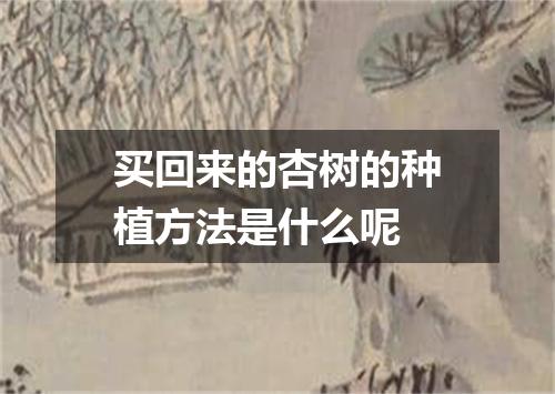 买回来的杏树的种植方法是什么呢