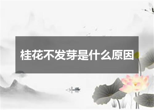 桂花不发芽是什么原因