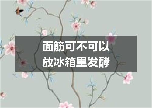 面筋可不可以放冰箱里发酵