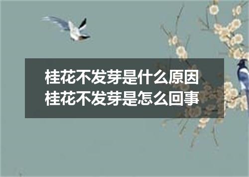 桂花不发芽是什么原因 桂花不发芽是怎么回事