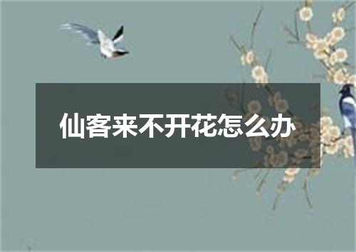 仙客来不开花怎么办