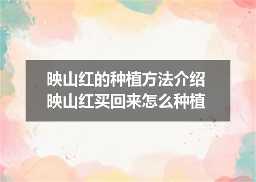 映山红的种植方法介绍 映山红买回来怎么种植