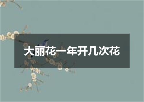 大丽花一年开几次花