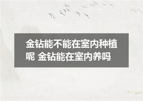 金钻能不能在室内种植呢 金钻能在室内养吗