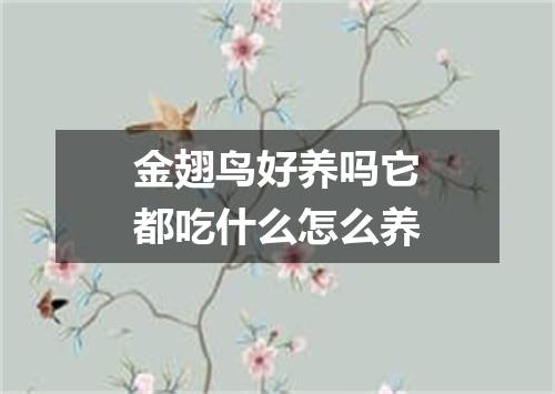 金翅鸟好养吗它都吃什么怎么养