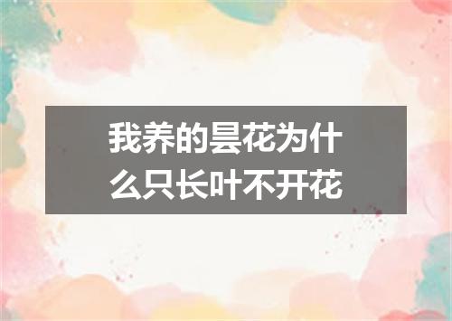 我养的昙花为什么只长叶不开花