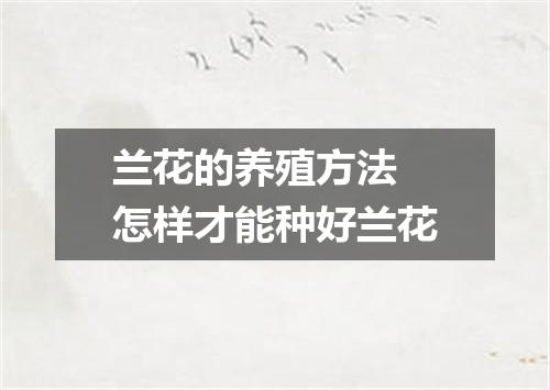 兰花的养殖方法 怎样才能种好兰花