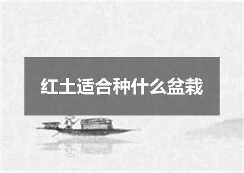 红土适合种什么盆栽