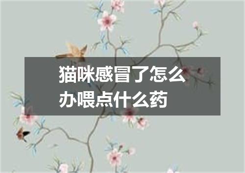猫咪感冒了怎么办喂点什么药