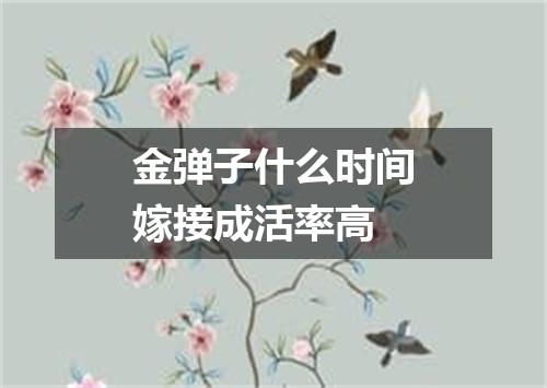 金弹子什么时间嫁接成活率高
