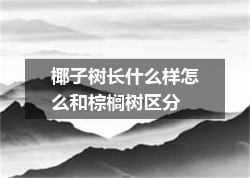 椰子树长什么样怎么和棕榈树区分