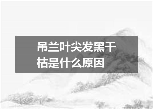 吊兰叶尖发黑干枯是什么原因