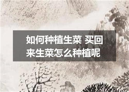 如何种植生菜 买回来生菜怎么种植呢