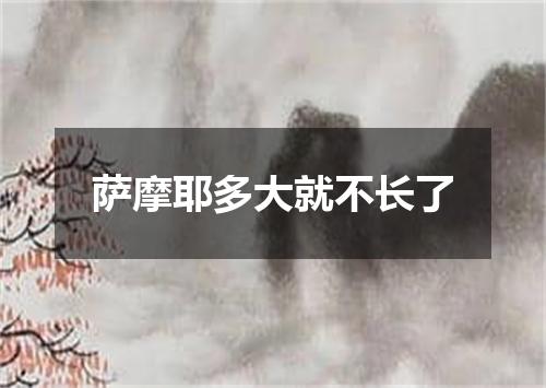 萨摩耶多大就不长了