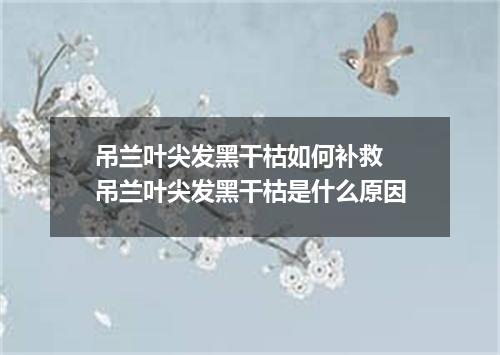 吊兰叶尖发黑干枯如何补救 吊兰叶尖发黑干枯是什么原因