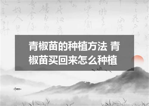 青椒苗的种植方法 青椒苗买回来怎么种植