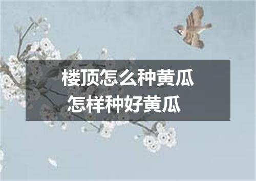 楼顶怎么种黄瓜 怎样种好黄瓜