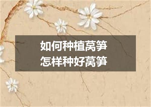 如何种植莴笋 怎样种好莴笋