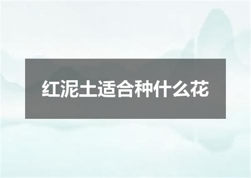 红泥土适合种什么花