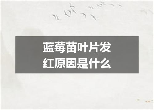 蓝莓苗叶片发红原因是什么