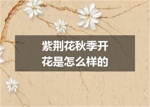 紫荆花秋季开花是怎么样的