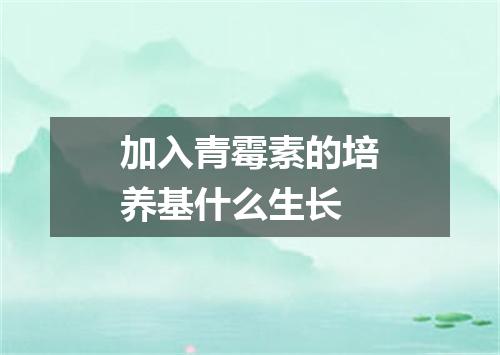 加入青霉素的培养基什么生长