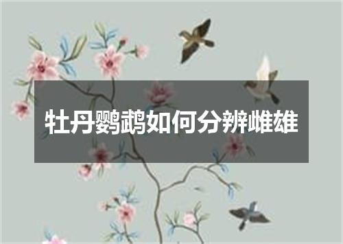 牡丹鹦鹉如何分辨雌雄