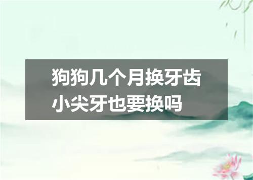 狗狗几个月换牙齿小尖牙也要换吗