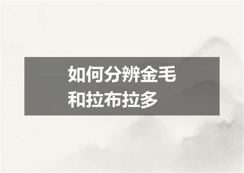 如何分辨金毛和拉布拉多