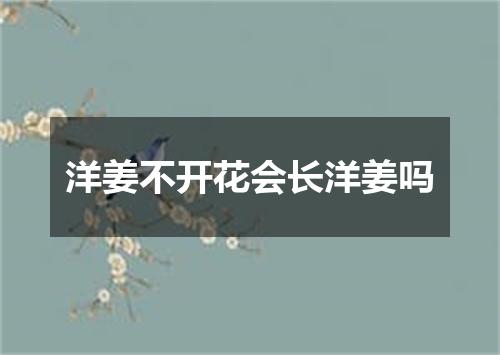 洋姜不开花会长洋姜吗