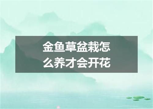 金鱼草盆栽怎么养才会开花