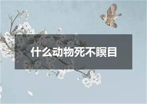 什么动物死不瞑目
