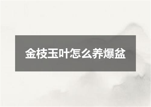 金枝玉叶怎么养爆盆