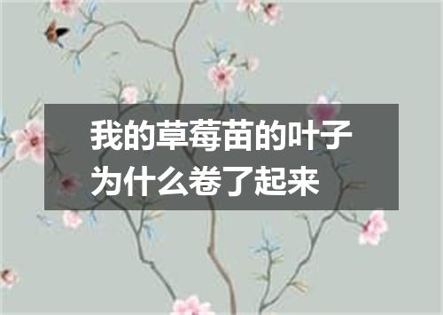 我的草莓苗的叶子为什么卷了起来