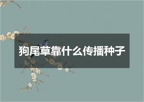 狗尾草靠什么传播种子