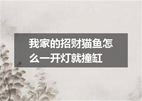 我家的招财猫鱼怎么一开灯就撞缸