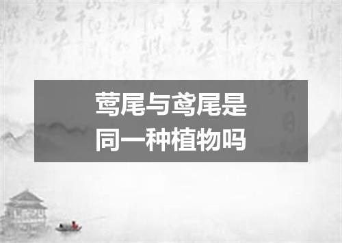 莺尾与鸢尾是同一种植物吗